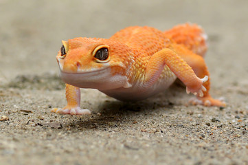 Gecko leopard