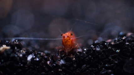 Macro photo of red shrimp close-up with a cool bokeh in the aquarium