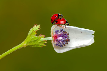 Beautiful ladybug on leaf defocused background