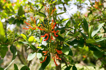 Beautiful plant in the garden