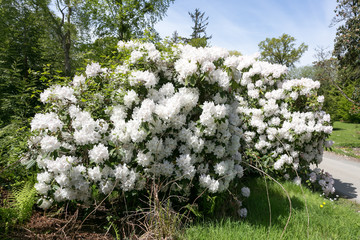 White Rhododendron Bush in botanic garden