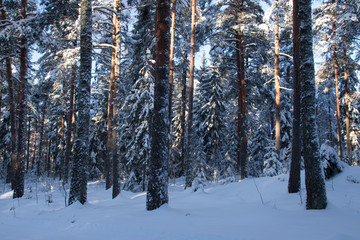 Fototapeta premium pine forest in the snowy cold winter.