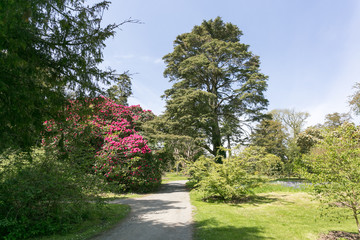 Beautiful trail in Kilmacurragh botanic garden 