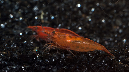 Macro photo of red shrimp close-up with a cool bokeh in the aquarium