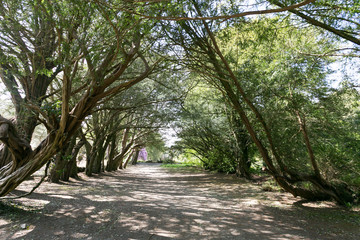 Alley with old leaning trees