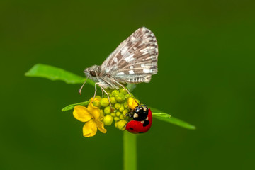 Macro Photography of Yellow Moth on Twig of Plant