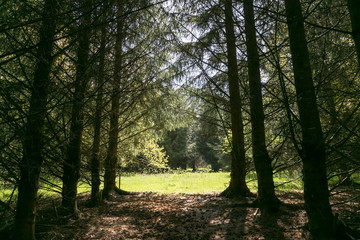 Sunny glade in the forest