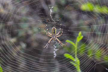 Argiope Audouin spider