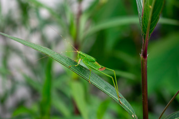 grasshopper on grass