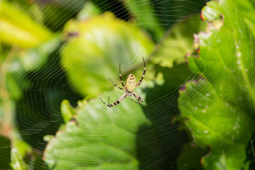 Argiope spider on sunset