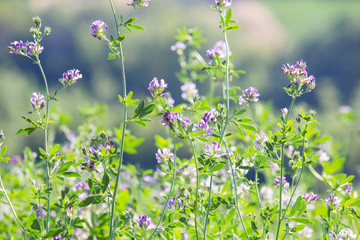 Medicago sativa flowers