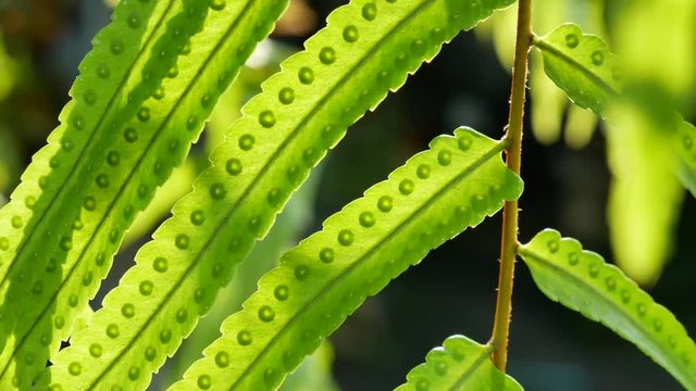 The Hawaii Fern Slowly Following The Wind Force