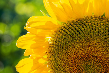 Helianthus annuus Sunflower