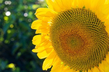 Helianthus annuus Sunflower