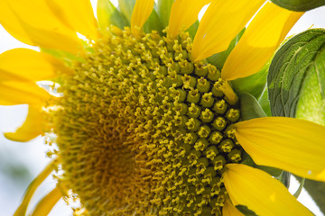 Helianthus annuus Sunflower