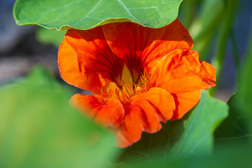 Tropaeolum majus flower