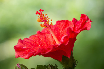 Red Hibiscus Flower