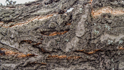  Bark from the tree background      