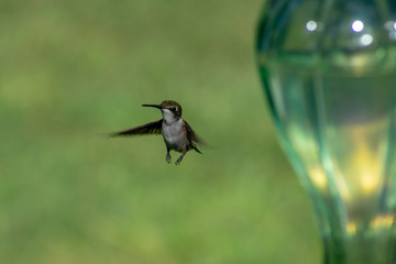 hummingbird in flight