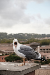 dove