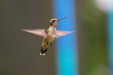hummingbird in flight