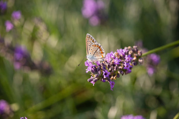 Polyommatus icarus on Thymus flower