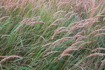 Natural backdrop with flowering long grass