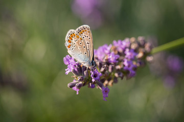 Polyommatus icarus on Thymus flower
