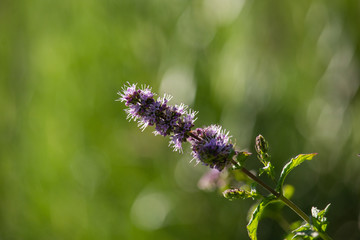Violet Thymus flowers