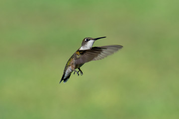 hummingbird in flight