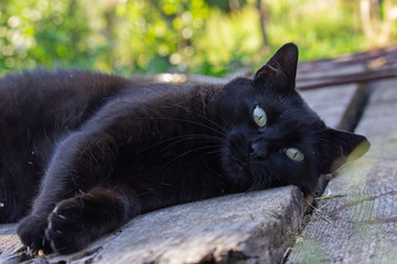 Black cat in the garden