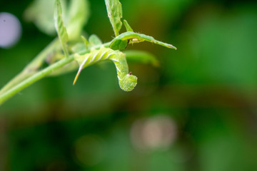 Horn worm on plant