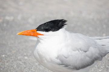 Beautiful bird. He is waiting on the beach.
