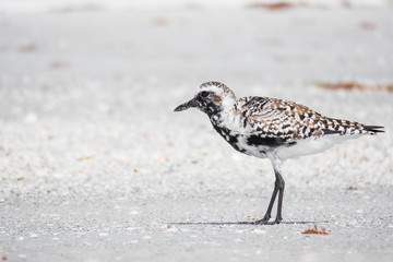 A beautiful beach bird. Birdwatching. In his plumage small hearts can be seen.