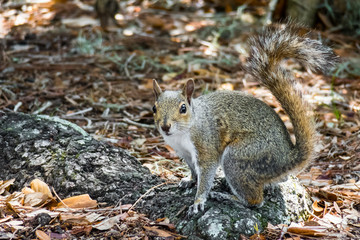 A gray squirrel on a beautiful root.