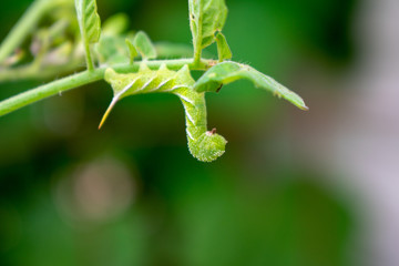 Horn worm on plant