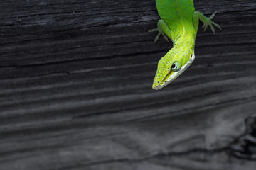 Phelsuma. Little green gecko on dark wooden planks. Madagascar taggecko.