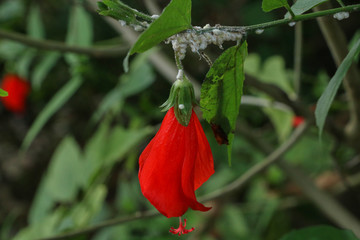 Hibiscus red at garden