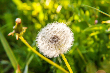 Dandelion seeds blowing in wind in summer field background. Change growth movement and direction concept. Inspirational natural floral spring or summer garden or park. Ecology nature landscape