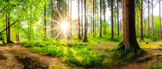 Beautiful forest in spring with bright sun shining through the trees