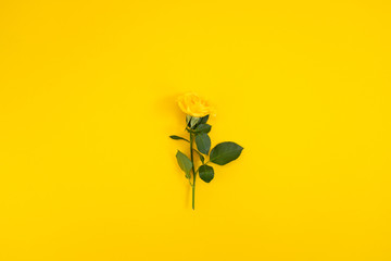 Yellow flowers on a yellow background. Spring, Easter, sunny mood