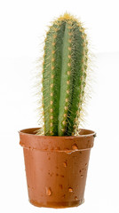 Petit grand cactus humide épineux dans un pot en plastique, vue latérale, isolé sur fond blanc.