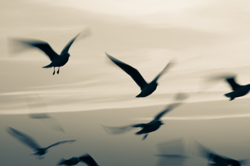 Seagulls flying in sunset sky,Abstract motion blur background with low speed shutter and monochrome image