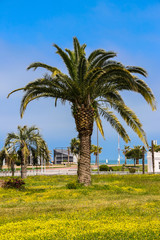 Fototapeta premium Beautiful date palm tree in Batumi boulevard, Georgia