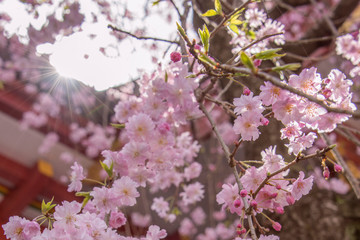 枝垂れ桜に降り注ぐ太陽の光