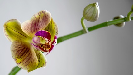 rozkwitający storczyk (orchidea)
