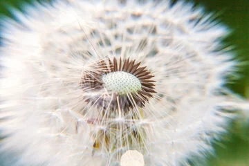 Foto op Aluminium Dandelion seeds blowing in wind in summer field background. Change growth movement and direction concept. Inspirational natural floral spring or summer garden or park. Ecology nature landscape © Юлия Завалишина