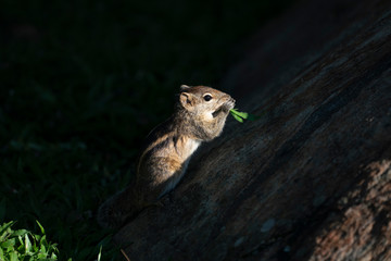 squirrel eating plants
