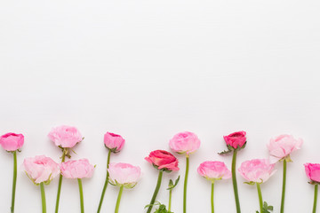 Beautiful colored ranunculus flowers on a white background.
