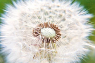 Fototapeten Dandelion seeds blowing in wind in summer field background. Change growth movement and direction concept. Inspirational natural floral spring or summer garden or park. Ecology nature landscape © Юлия Завалишина